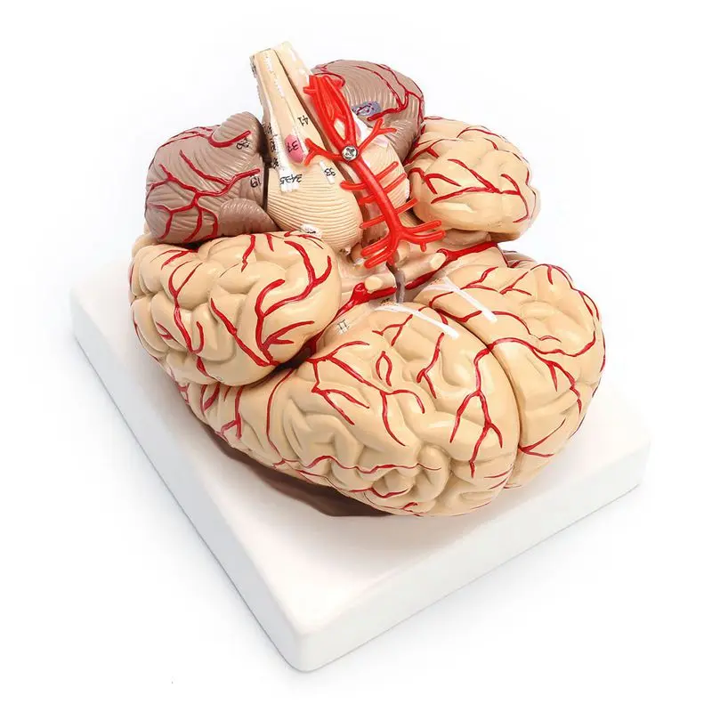 

1: 1 жизнь Размеры человека анатомический мозг Pro рассечения Органы Учебная модель
