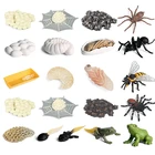 Моделирование животных, цикл роста, модели насекомых, бабочки, божьей коровки, курицы, статуэтка модели лягушка, пчела