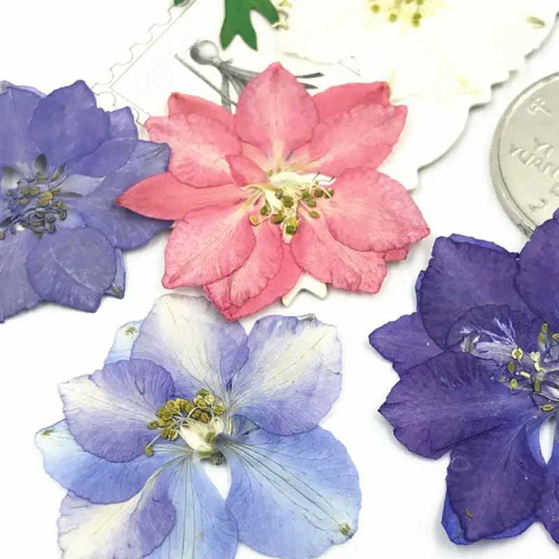 12 шт. сушеные цветы Real Larkspur сделай сам прессованные сухие растения для