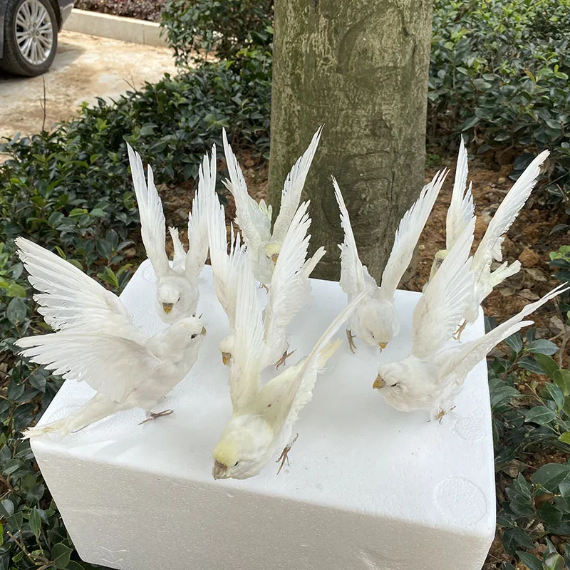 

1Pcs Taxidermy stuffing Eurasian white colour Melopsittacus undulatus / Budgerigar Budgie Parrot specimen Teaching / Decoration