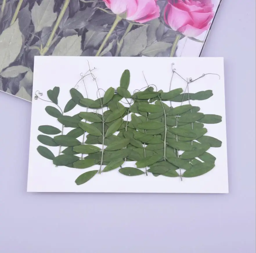 

120pcs Pressed Dried Bean Leaf Flower Herbarium For Epoxy Resin Jewelry Making Bookmark Phone Case Face Makeup Nail Art Craft