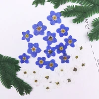 2021 mini do not forget me pressed flower for nail decoration 200pcs free shipment