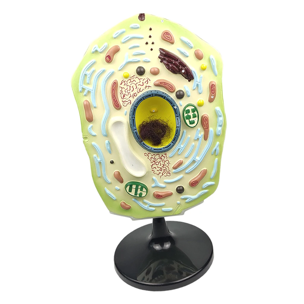 

Plant Cell Model for Science Classroom Study Display Teaching Aid