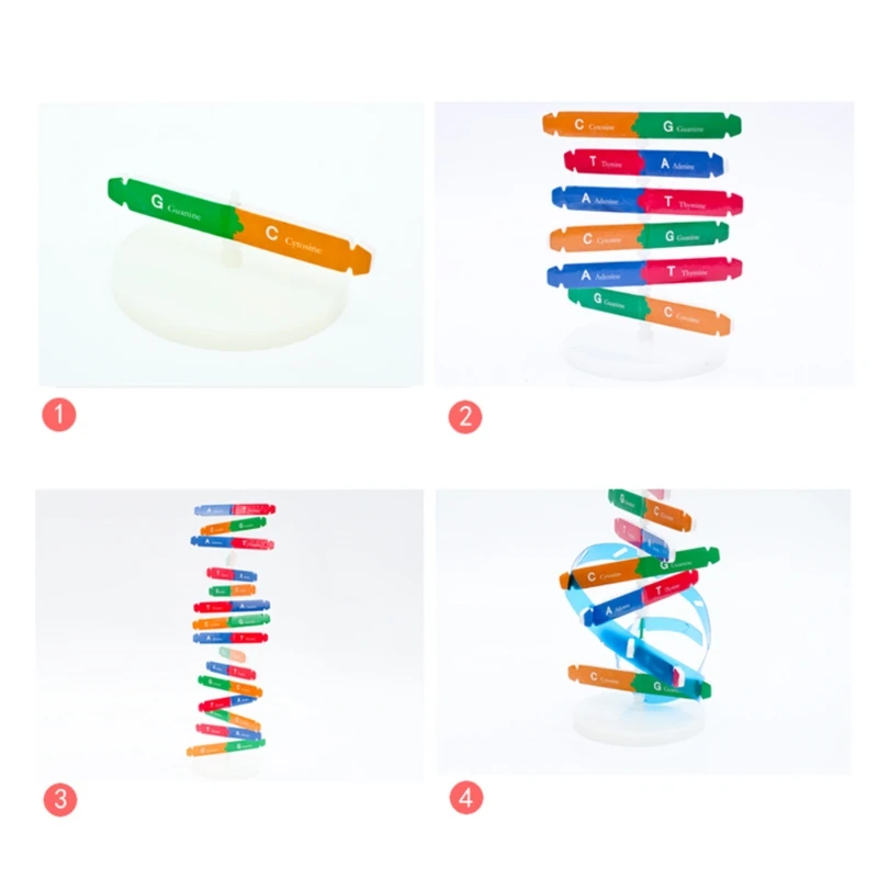 

Montessori Block Learning Resource DNA Structure Puzzle Jigsaw Sensory Stacking Human Gene Model Assembly Science Toy