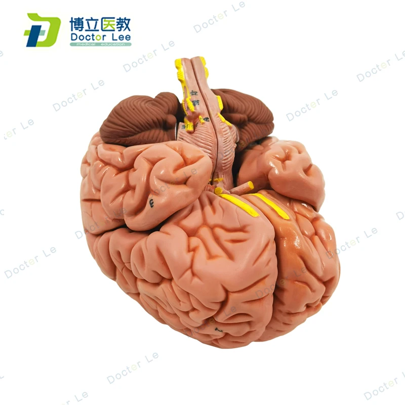 1: 1мозги жизненный размер 8 частей человеческий анатомический Мягкий головной