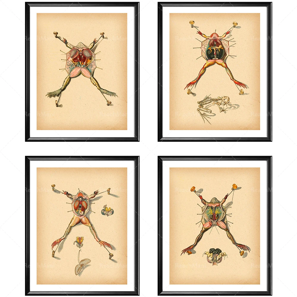 

Prepared Frog Print, Frog Anatomy, Animals Anatomy, Frog Surgery Poster, Vintage Veterinary Decor, Veterinarian Gift, Animal Cli
