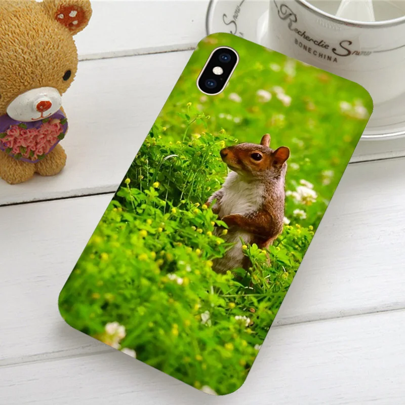 Мягкие чехлы для телефонов с изображением Красной белки Sciurus Vulgari iPhone X XR XS 11 Pro Max 4
