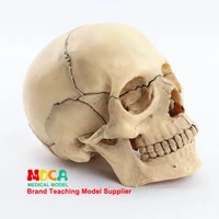 15pcsset resin white skull medical teaching model detachable anatomical tool 14 610 28 7cm