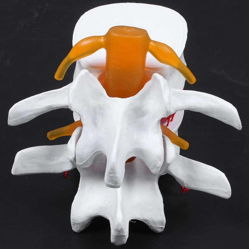 

1 Pcs Human Anatomy Skeleton Spine Lumbar Disc Teaching Model & 1 Pcs Cervical Vertebra Arteria Spine Nerves Model