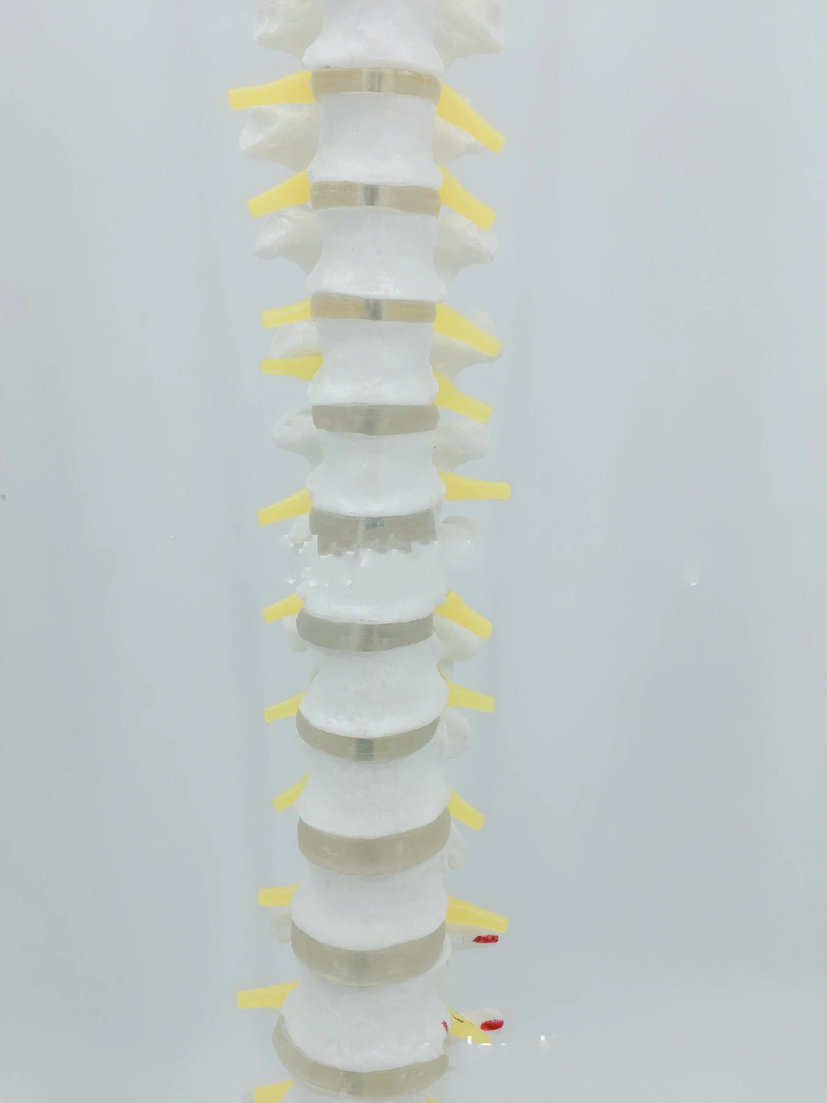 

PVC Natural Large Human Spine with Femoral Head and Colored Muscle Spinal Model Lumbar Movable Curved Bone