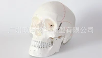assemble pvc 11 life sized human skull anatomical model 55 digital signs medical supplies skeleton toy