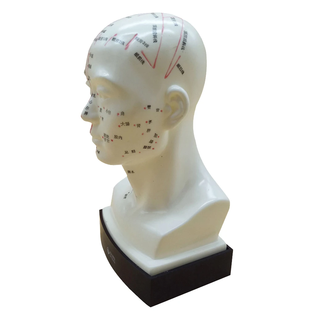 Человеческая голова акупунктурная меридиановая модель с точками акупрессуры на