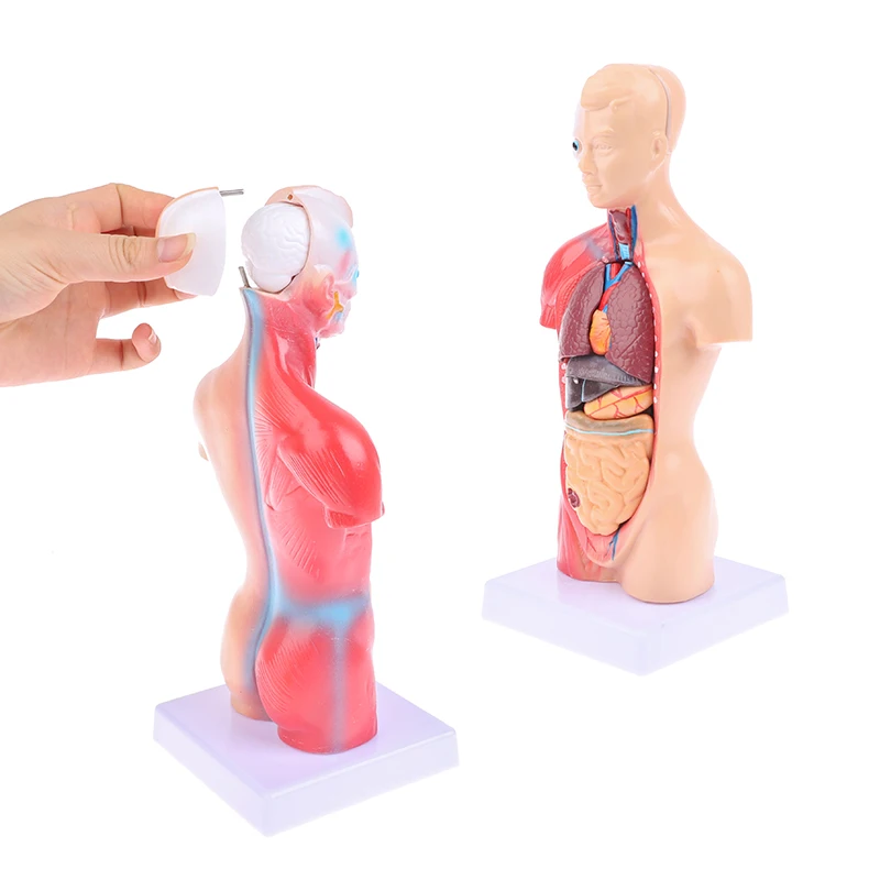 

Человеческий ТОРС, модель тела, раньше, медицинские внутренние органы для обучения