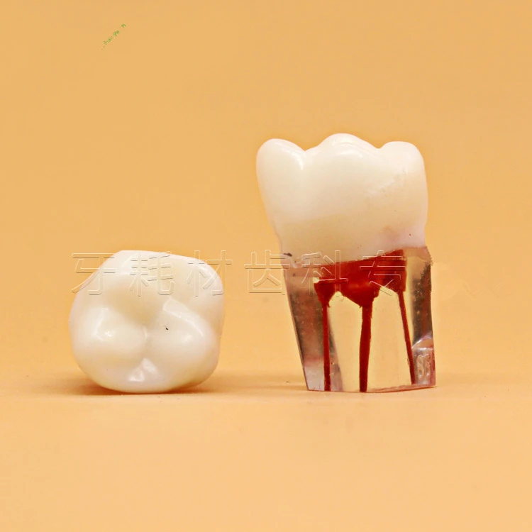 4 шт./компл. зубной корневой канал модель для тренировок обучение