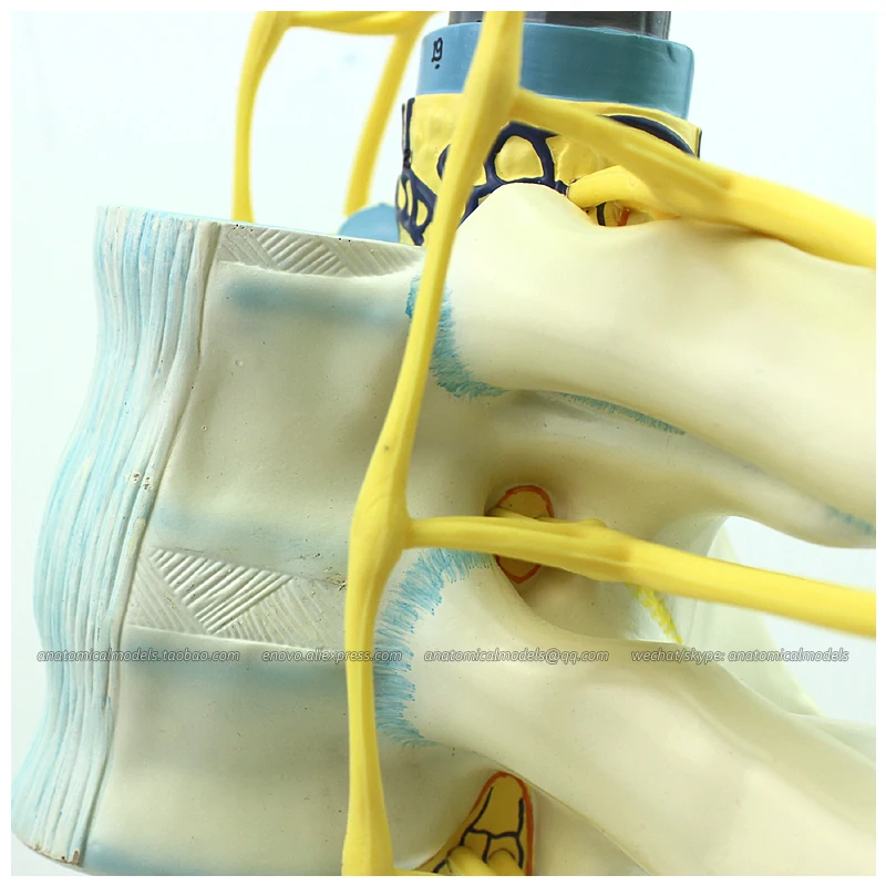 12389/пластмассовая модель спинного мозга грудного отдела позвоночника