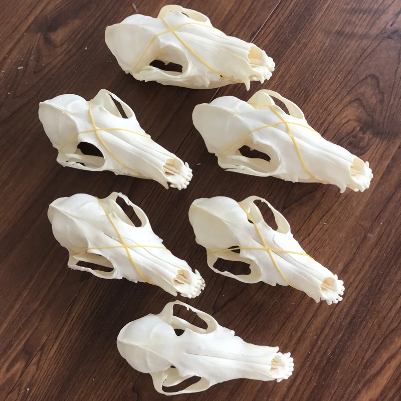 

1/2/3/4/5/6pcs Fox Red Fox, Cross Fox Skull Stuffed Animals made of real bone skeleton Christmas decoration gift