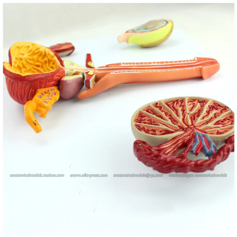 

12471 / Male Reproductive System Study Model, Medical Science Educational Teaching Anatomical Models