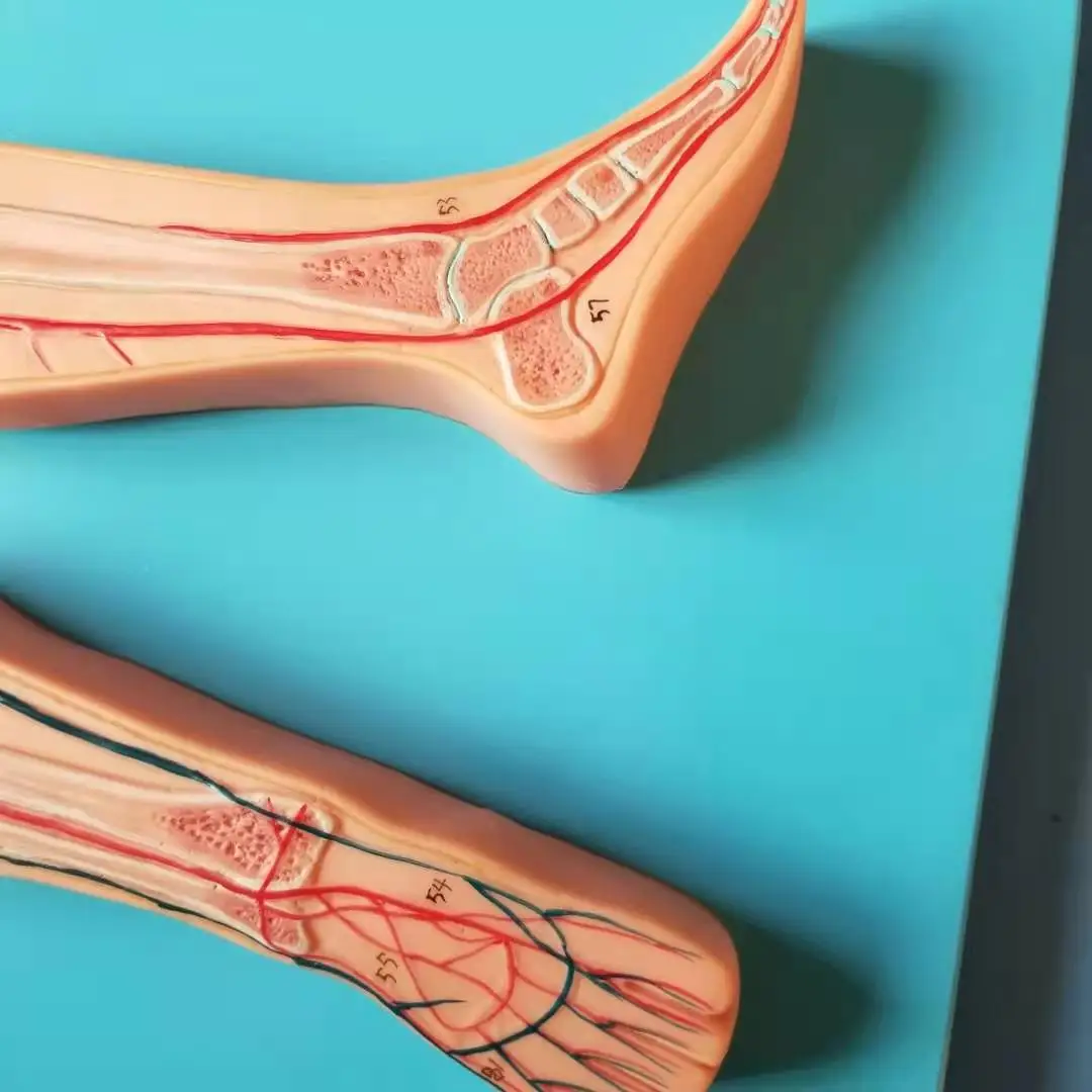 Анатомическая модель системы кровообращения ISO | Канцтовары для офиса и дома