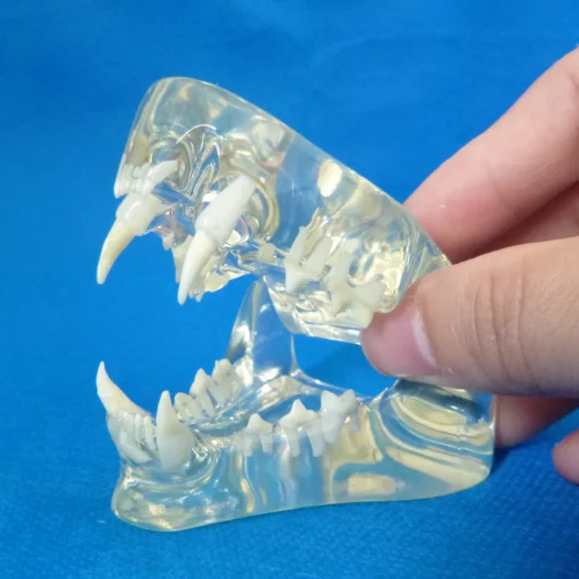 Transparent Feline Denture Cat Teeth Anatomical Model | Канцтовары для офиса и дома