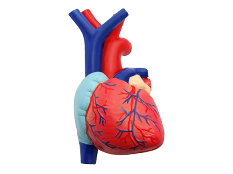 Lung 4d master puzzle Assembling toy human body organ anatomical model medical teaching |