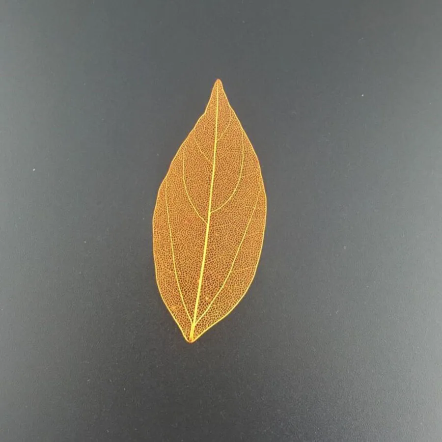 100 шт. прессованные высушенные окрашенные листья каркаса магнолии для свадьбы