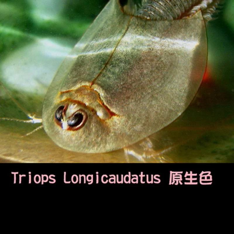 Triop-huevos de acuario para ni&ntilde;os, Juguetes De ciencia para Navidad, divertidos, 45 huevos/lote, 2020, 80mm de longitud-3