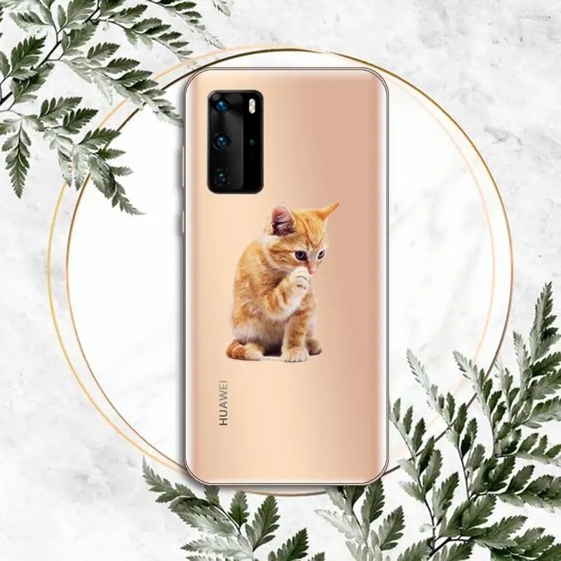 

cat Phone Cases Clear Transparent for huawei honor P 40 30 20 lite Pro 10 i 8 9 x p smart 2019