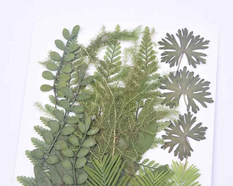 18pcs/bag Nature Pressed leaves petals Real green plant for DIY Art Craft Bookmark Wedding invitation Gift card Decoration | Дом и сад