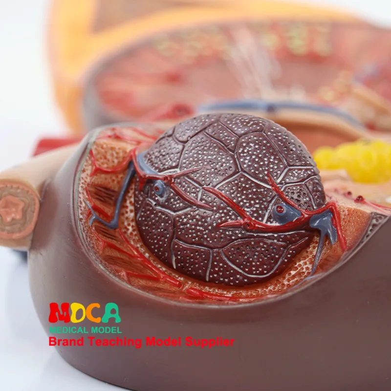 3X человек kidne надпочечная железа анатомическая модель урологический Отдел почки