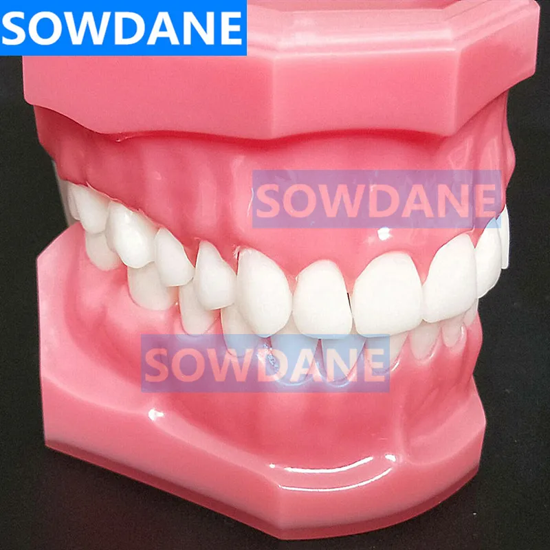 Высокое качество Стоматологическая 1:1 Ортодонтические зубы модель стандартная