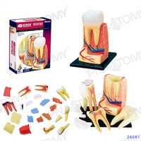 4d master dental model dental clinic teaching aids display supplies removable 23 parts enlarged dental model