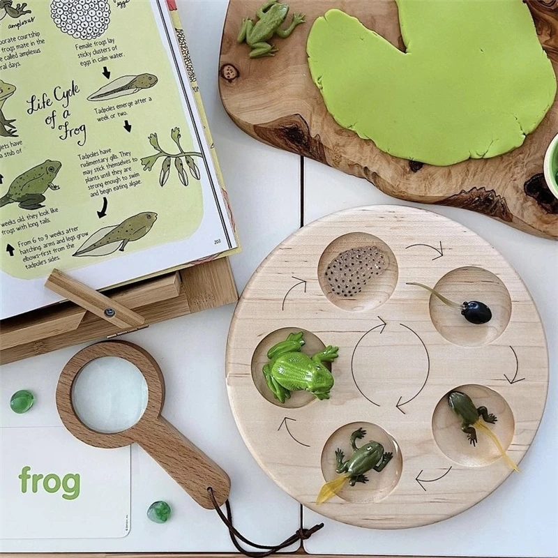 

Montessori Life Cycle Board Set Frog Butterfly Lifestyle Stages Kids Teaching Tool Animal Growth Cycle Education Open-ended Toys