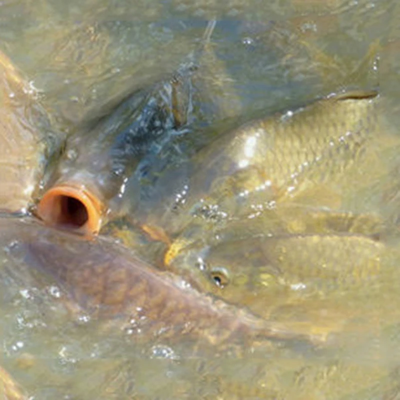 Допа-соль 10 мл гормон голода для рыбы сильная рыба креветка привлекательная всех