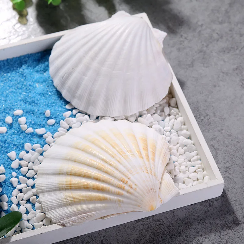1 шт. натуральная раковина большая белая украшение ремесла в средиземноморском