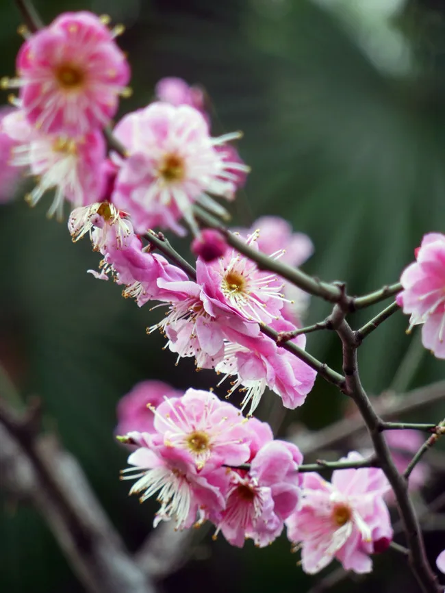 

USED Nikon COOLPIX S9200 16 MP CMOS Digital Camera with 18x Zoom NIKKOR ED Glass Lens and Full HD 1080p Video