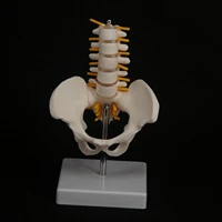 half size pelvis with 5 pieces lumbar vertebrae anatomy teaching model