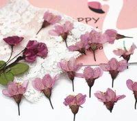 120pcs 2 3cm pressed dried cherry blossoms sakura flower herbarium for epoxy resin jewelry making face makeup nail art diy