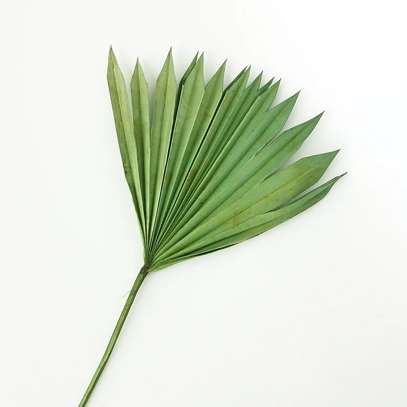 Натуральный сушеный цветок кошачий хвост веер растения в скандинавском стиле