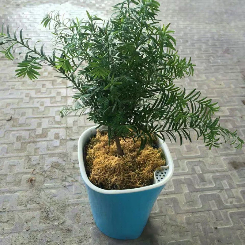 Горшок для цветочных растений с автополивом комнатное домашнее украшение сада