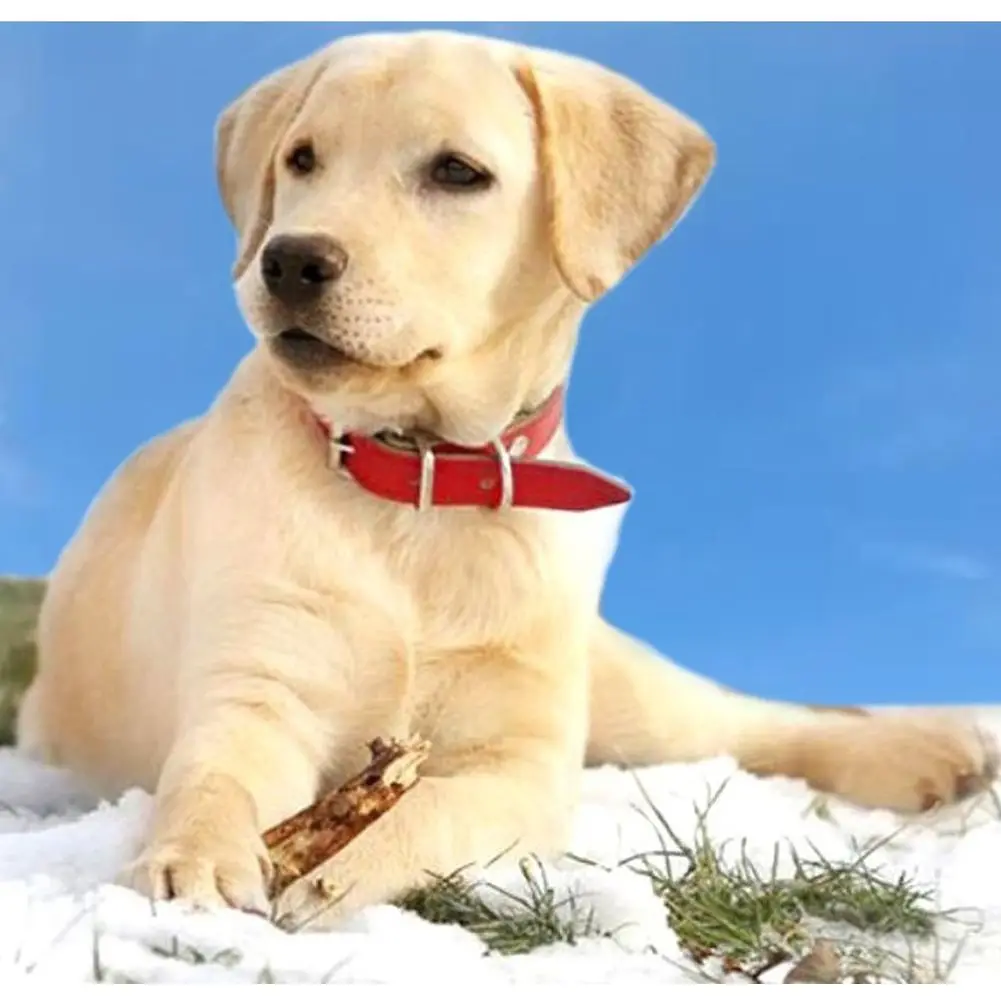 Набор для алмазной вышивки такса с изображением собаки | Дом и сад