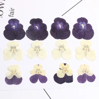 60pcs pressed dried pansy corydalis suaveolens hance flower plants herbarium for jewelry postcard bookmark phone case craft diy