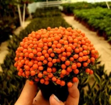 Seedsunid NERTERA* 10 семян