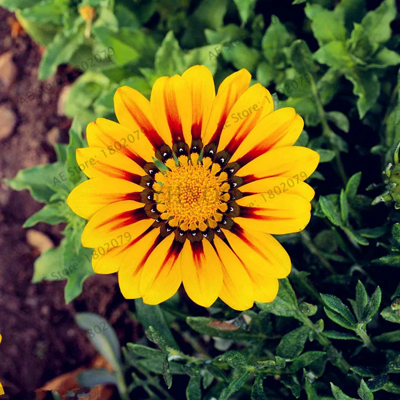 1 100 шт./пакет разноцветные Gazania rigens flores, цветок растения для дома и сада, бонсай для внутреннего и наружного спорта посадки - Цвет: 1