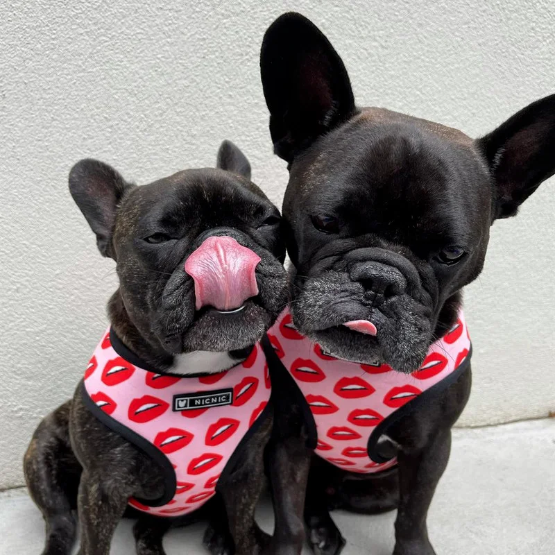 Поводок жилет для маленьких и средних собак поводок с красными губами