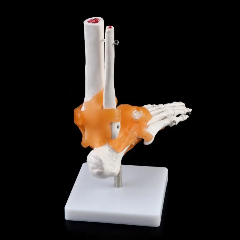 

1: 1 Human Skeleton Human Model Joint Anatomy Ankle Ligament Anatomically Teaching Resource Tool
