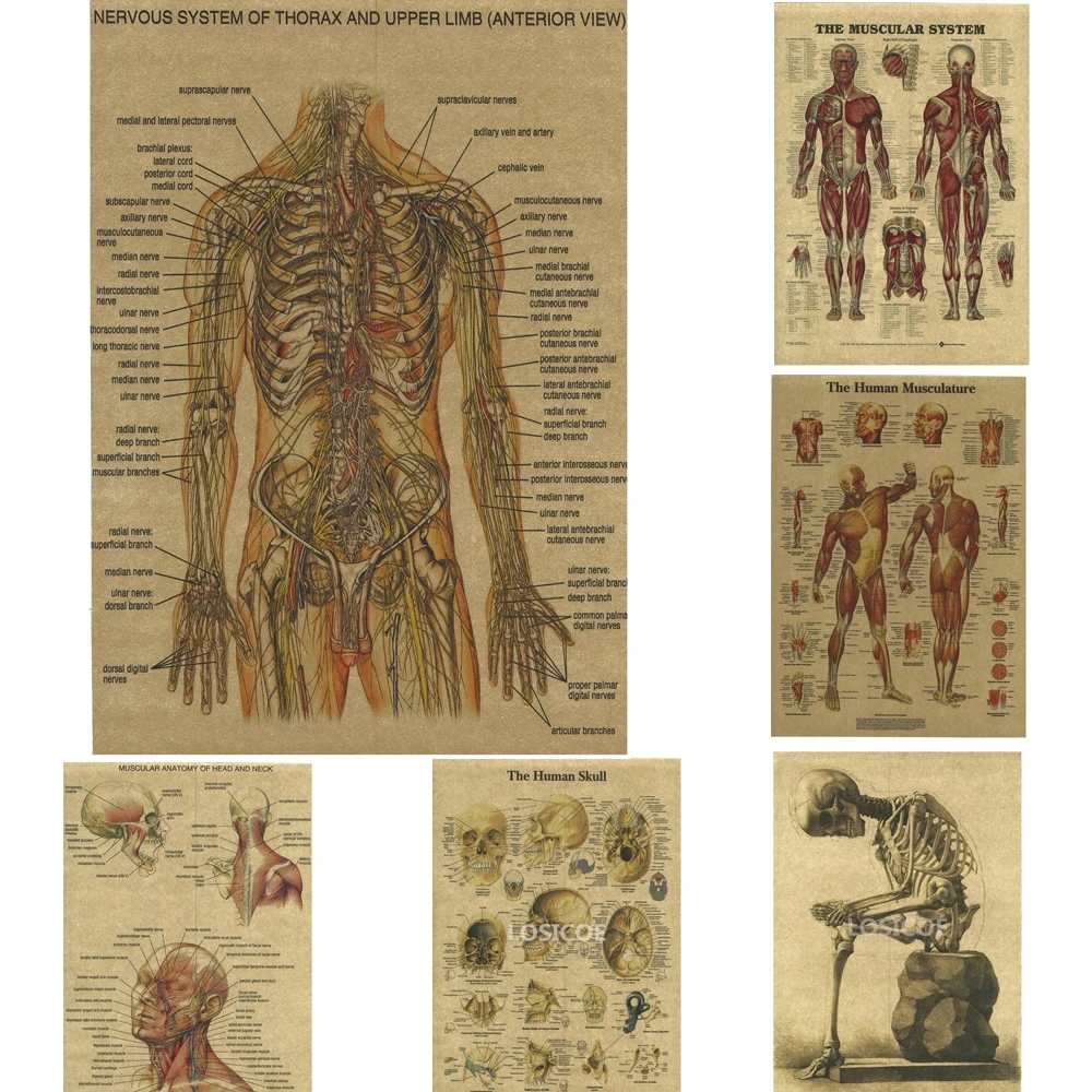 

Human Anatomy Retro Medicine Posters Kraft Paper Painting Wall Stickers Hospital Classrooms Clinic Home Decoration 30X40 CM