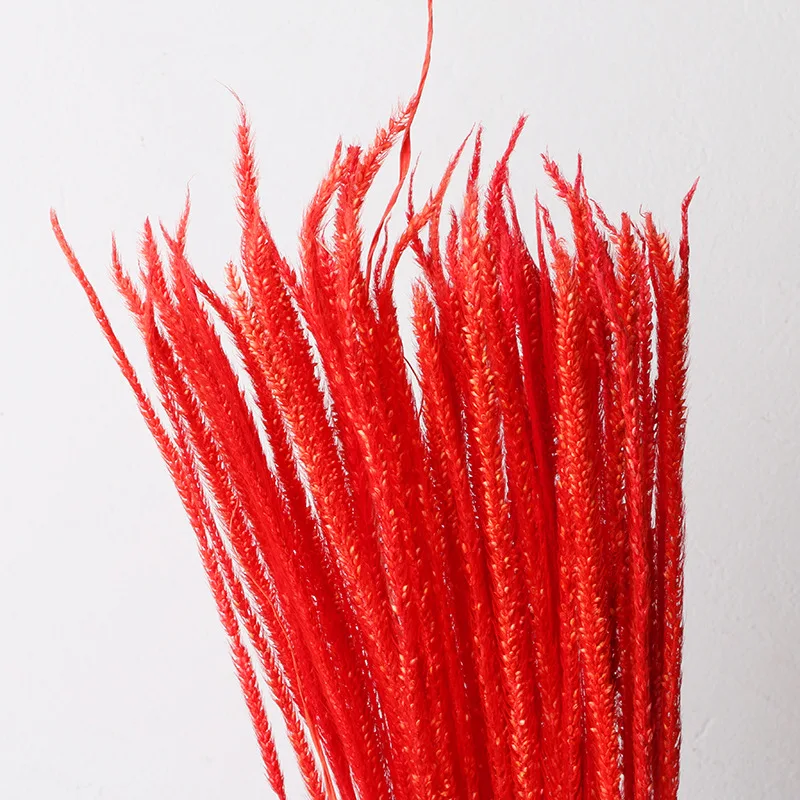 

60Pcs Gradient Lagurus Ovatus Natural Dried Flowers Bouquet Wedding Home Decorations Dog's Tail Grass Real Plants Flores Secas