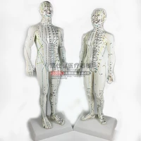 acupuncture points human body model 50cm male or female models clear meridians human acupuncture model