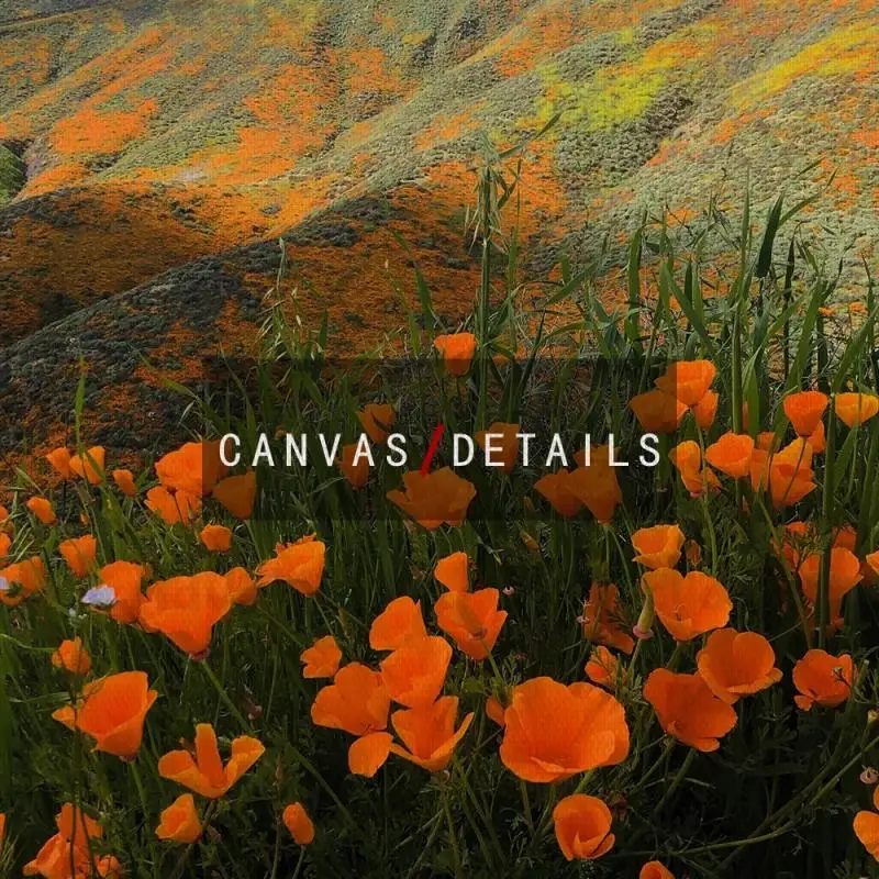 

Autumn Flower Field Scenery Decor Poster Canvas Painting Colorful Flower Wall Picture Living Room Decoration Wall Art Frameless