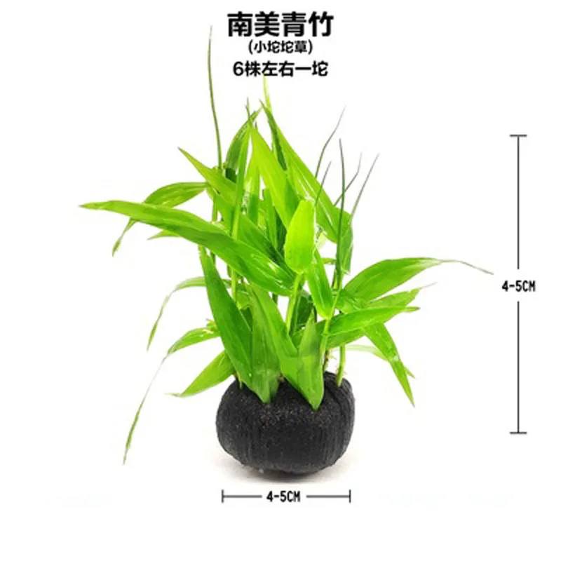 Aquarium aquatic plants living freshwater grass scenery one 1piece per 4 items